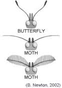 antennae bfly-moth
