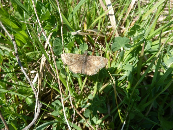 Eryniss tages, dingy skipper